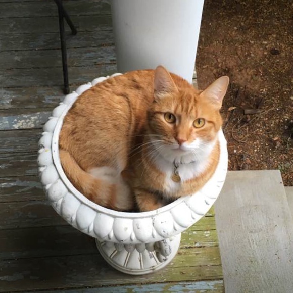 Meet your Posher, Janet - Picture 12 of 14